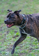 Staffordshire Bullterrier ist ein sehr beliebter Familienhund auch Babysitter Dog genannt 