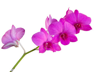 Obraz na płótnie Canvas Purple orchid flower bouquet bloom isolated on white background included clipping path.