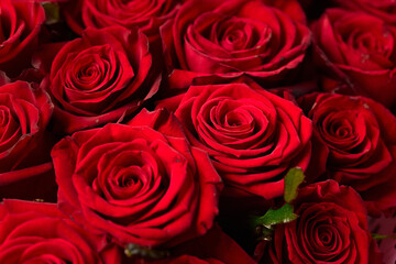 Red roses. Bouquet of flowers.