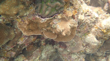 coral found at coral reef area at Tioman island, Malaysia