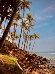 palm trees on the beach