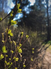 yellow flowers in spring