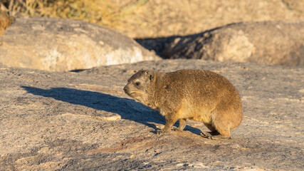 Rock Hyrax or Dassie in South Africa