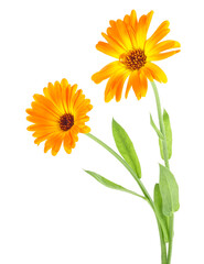 Naklejka premium Two beautiful calendula flowers with leaves isolated on a white background. Marigold flowers.