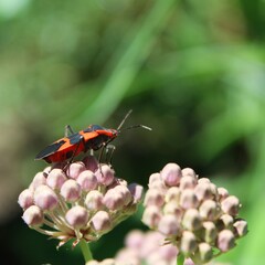 beetle on flower