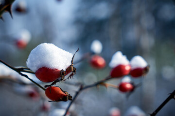 Picture of rose hips under the snow.