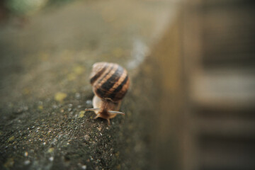 Close-up on edible snail, Roman snail, burgundy snail, escargot after rain on wet concrete
