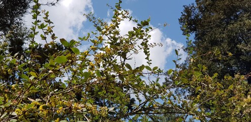 Green forest tree with white clouds and blue sky