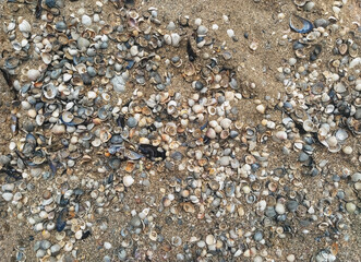 The texture of small and large, multi-colored sea shells mixed with sand. Photograph, top view.