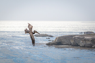 California Brown Pelican in Flight