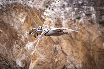 California Brown Pelican in Flight