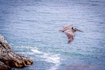 Fototapeta na wymiar California Brown Pelican in Flight