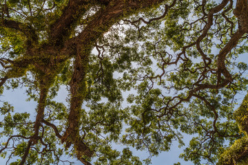 Promenade along Rizal Boulevard with hundred year old acacia trees and sea view, City of Dumaguete, Negros Oriental, Philippines