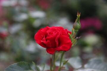 Bright red rose flower head, blurred background, space for text. 