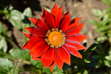 purple blooming treasure flowers (gazania) growing in the garden