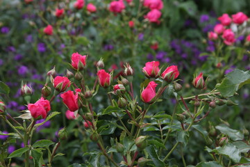 Field of pink rose buds.