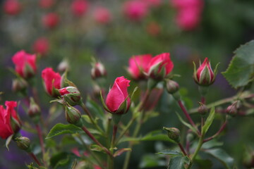 Pink  fresh rose buds .