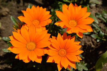 orange blooming treasure flowers (gazania) growing in the garden