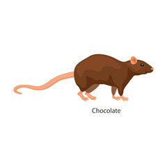 Rat vector icon.Cartoon vector icon isolated on white background rat.