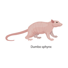 Rat vector icon.Cartoon vector icon isolated on white background rat.