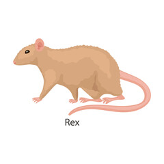 Rat vector icon.Cartoon vector icon isolated on white background rat.