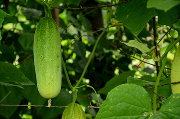 cucumbers on the vine with leaves in the guardan.