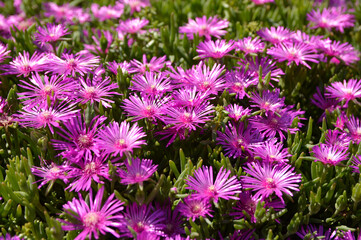 Obraz premium pink blooming ice plant in sunlight close up