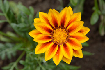 yellow blooming treasure flowers (gazania) growing in the garden