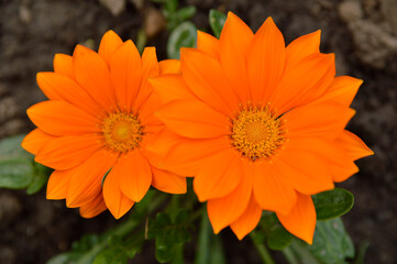 orange blooming treasure flowers (gazania) growing in the garden