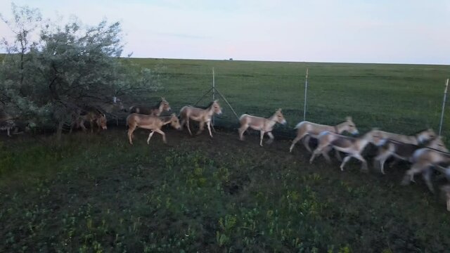 Aerial view on the herd of kulans ran along the fence. Rewilding Europe in Ukraine released herd of Asiatic wild ass (Equus hemionus kulan) for acclimatization in quarantine zone of Tarutino stepe