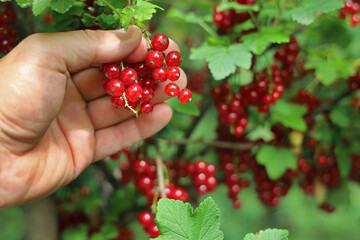 male hand picks fresh red currants from a bush in summer, collecting berries background