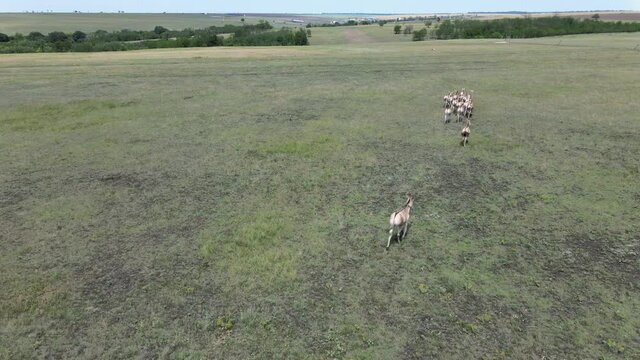 Aerial view on the herd of kulans walking in the stepe. Rewilding Europe in Ukraine released herd of Asiatic wild ass (Equus hemionus kulan) for acclimatization in quarantine zone of Tarutino steppe