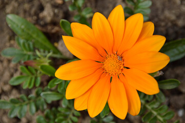 orange blooming treasure flowers (gazania) growing in the garden