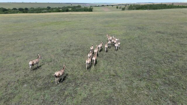 Aerial view on the herd of kulans walking in the stepe. Rewilding Europe in Ukraine released herd of Asiatic wild ass (Equus hemionus kulan) for acclimatization in quarantine zone of Tarutino steppe