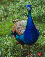 Obraz premium Peacock in the middle of nature