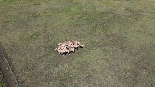 Aerial view on the herd of kulans walk along the fence. Rewilding Europe in Ukraine released herd of Asiatic wild ass (Equus hemionus kulan) for acclimatization in quarantine zone of Tarutino stepe