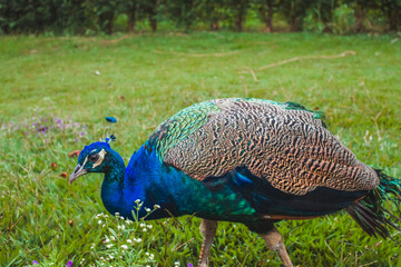 Fototapeta premium Peacock in the middle of nature