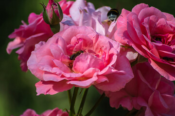 A bumblebee and a bee collect pollen from pink buds on a flowering bush.