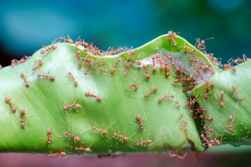 
Red ants are helping to build a nest from large leaves.