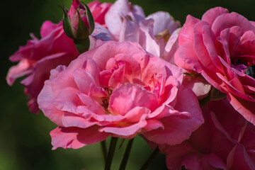 Blooming bush of pink roses. Summer flowering. Close-up.