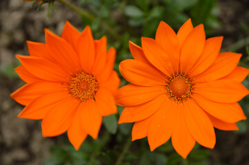 orange blooming treasure flowers (gazania) growing in the garden