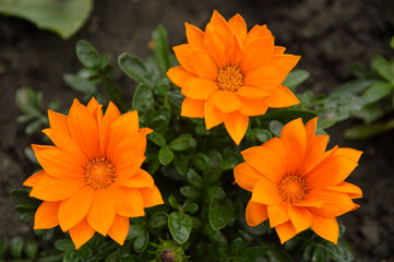 orange blooming treasure flowers (gazania) growing in the garden