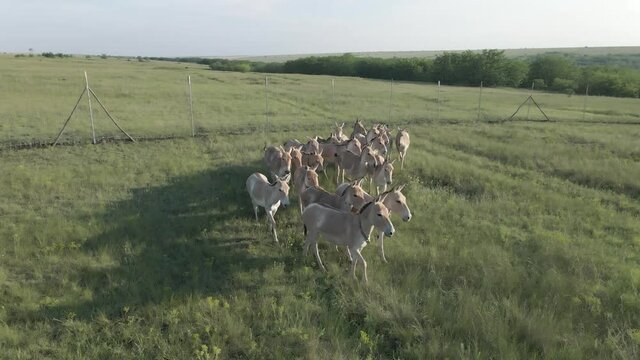 Aerial view on the herd of kulans walk near the fence. Rewilding Europe in Ukraine released herd of Asiatic wild ass (Equus hemionus kulan) for acclimatization in quarantine zone of Tarutino stepe