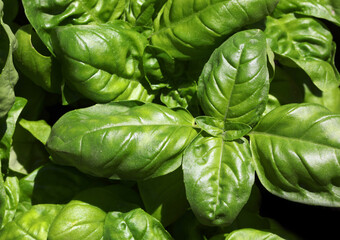 Green leaves of basil