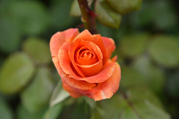 blooming orange rose in the garden close up