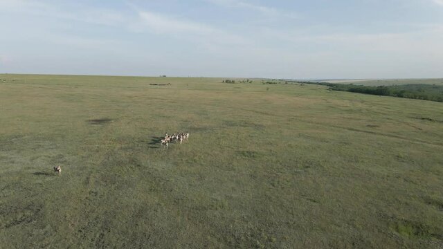 Aerial view on the herd of kulans walking in the stepe. Rewilding Europe in Ukraine released herd of Asiatic wild ass (Equus hemionus kulan) for acclimatization in quarantine zone of Tarutino steppe