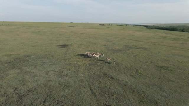 Aerial view on the herd of kulans walking in the stepe. Rewilding Europe in Ukraine released herd of Asiatic wild ass (Equus hemionus kulan) for acclimatization in quarantine zone of Tarutino steppe