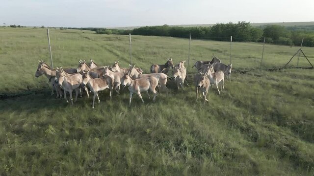 Aerial view on the herd of kulans are standing next to the fence. Rewilding Europe in Ukraine released herd of Asiatic wild ass (Equus hemionus kulan) in quarantine zone of Tarutino steppe