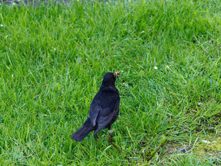 (Turdus merula) Un merle noir sautillant dans l'herbe la tête penchée à l'affût de petits vers