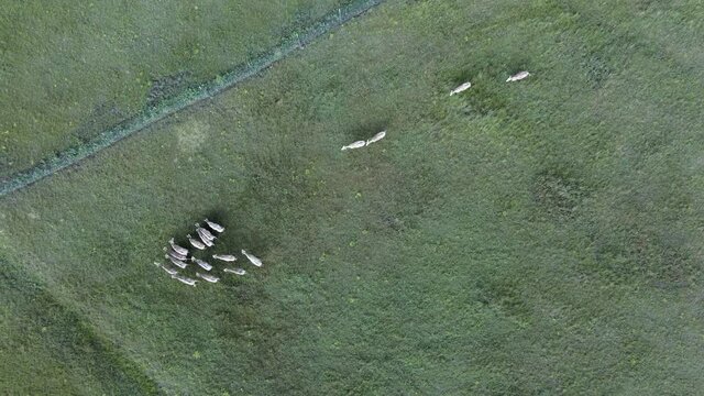 Aerial view on the herd of kulans walk along the fence. Rewilding Europe in Ukraine released herd of Asiatic wild ass (Equus hemionus kulan) for acclimatization in quarantine zone of Tarutino stepe